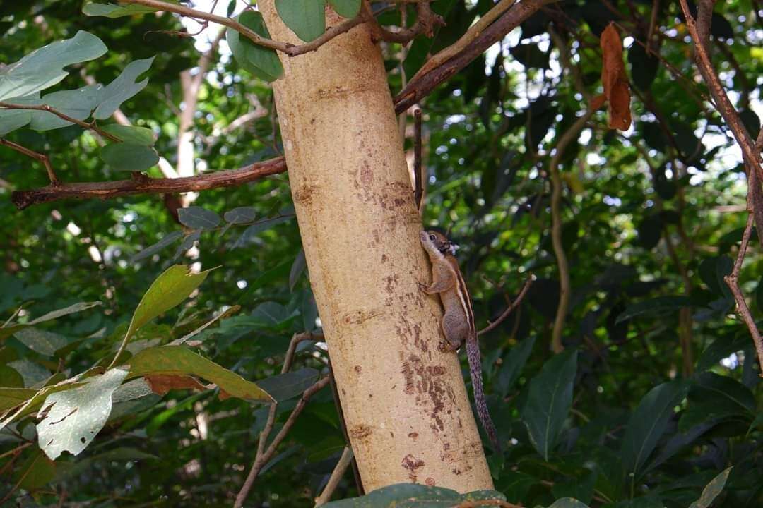 Image of Asiatic striped squirrel