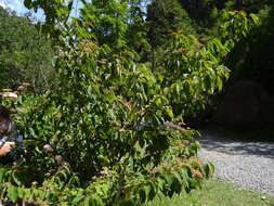 Image de Viburnum plicatum var. formosanum Y. C. Liu & C. H. Ou