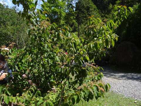 Image of Viburnum plicatum var. formosanum Y. C. Liu & C. H. Ou