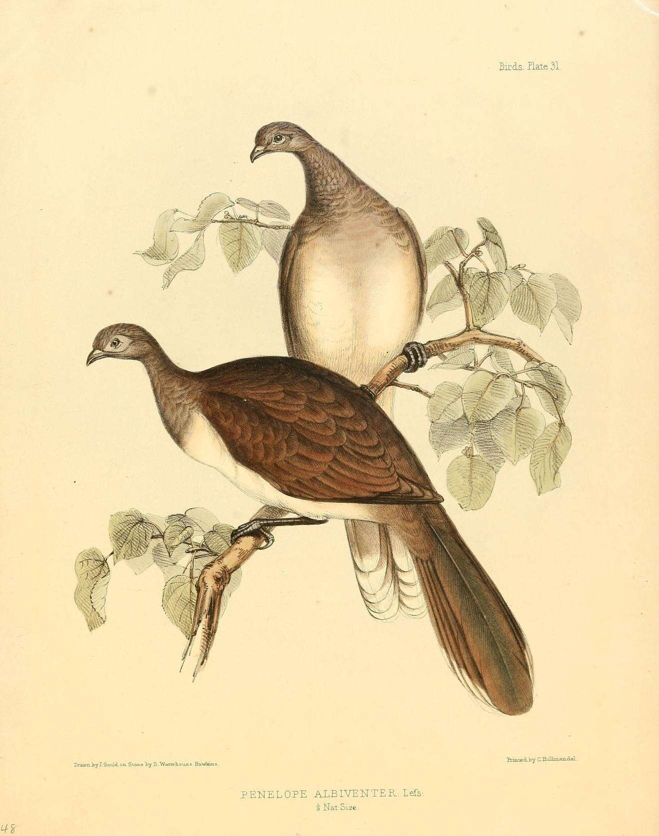 Image of White-bellied Chachalaca