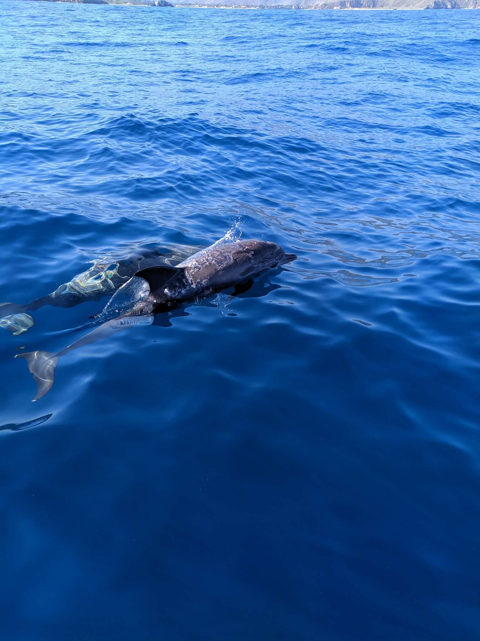 Image of Atlantic Spotted Dolphin