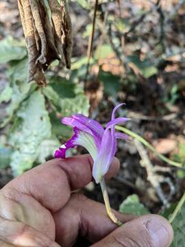 Image of Bletia reflexa Lindl.