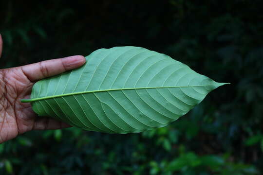 Image of Polyalthia fragrans (Dalzell) Hook. fil. & Thomson