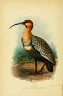 Image of Black-faced Ibis