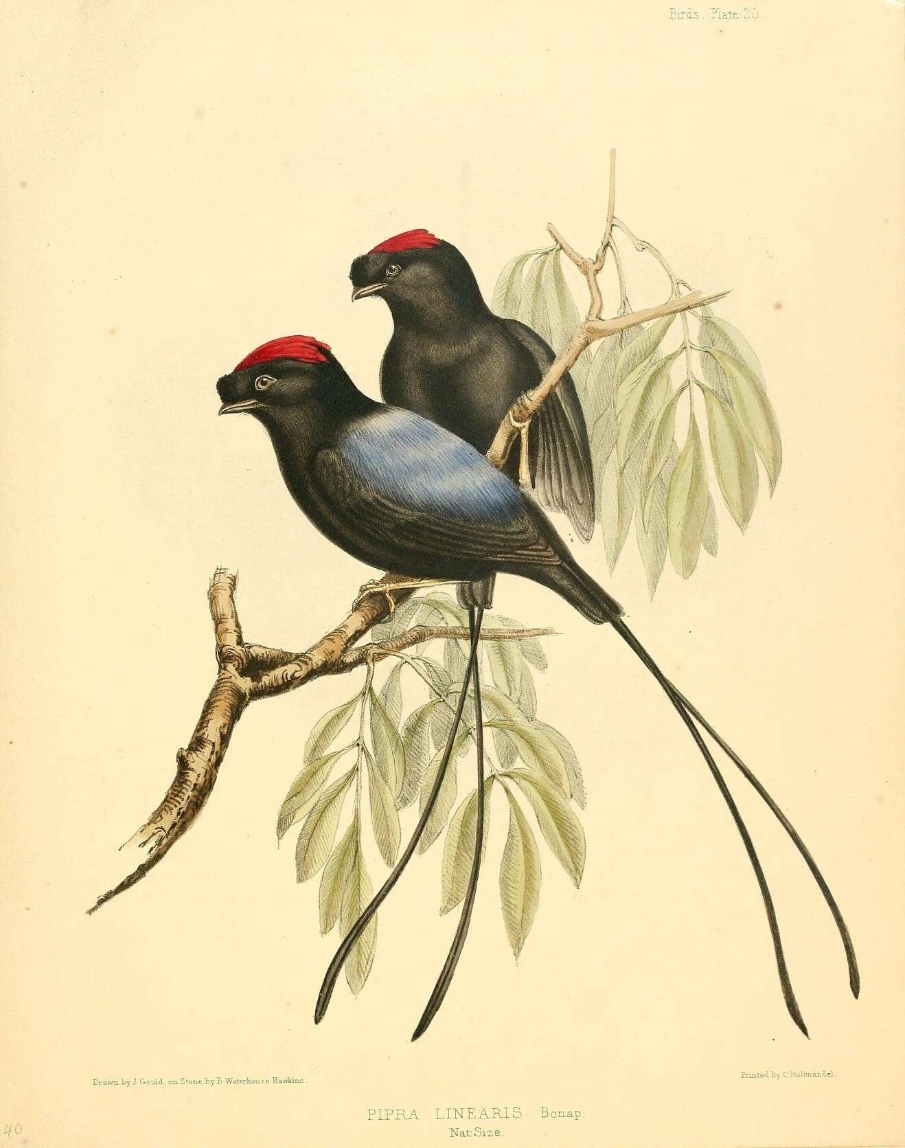 Image of Long-tailed Manakin