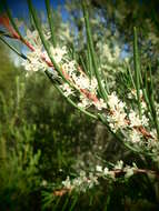 Imagem de Hakea propinqua A. Cunn.