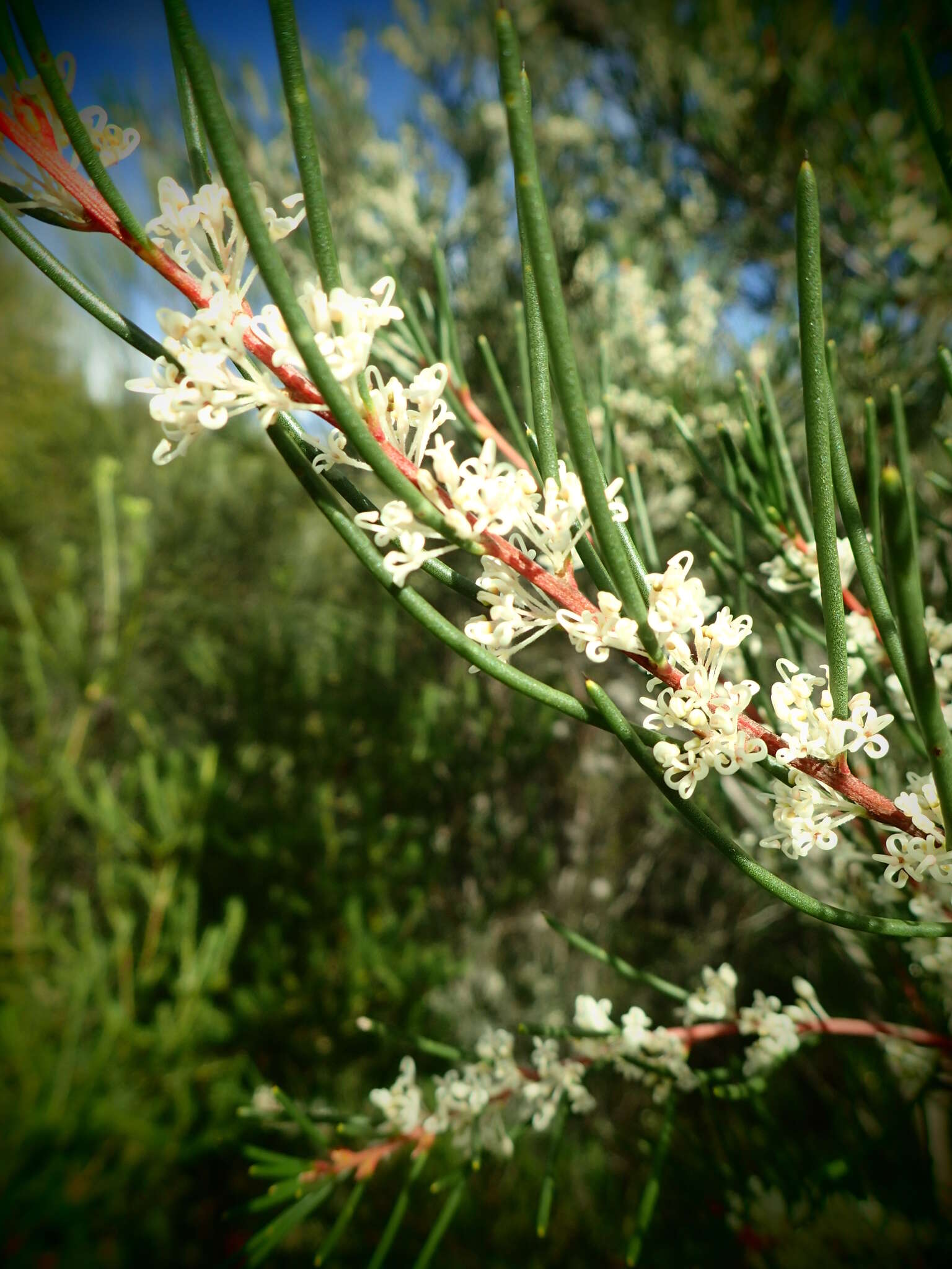 Image of Hakea propinqua A. Cunn.