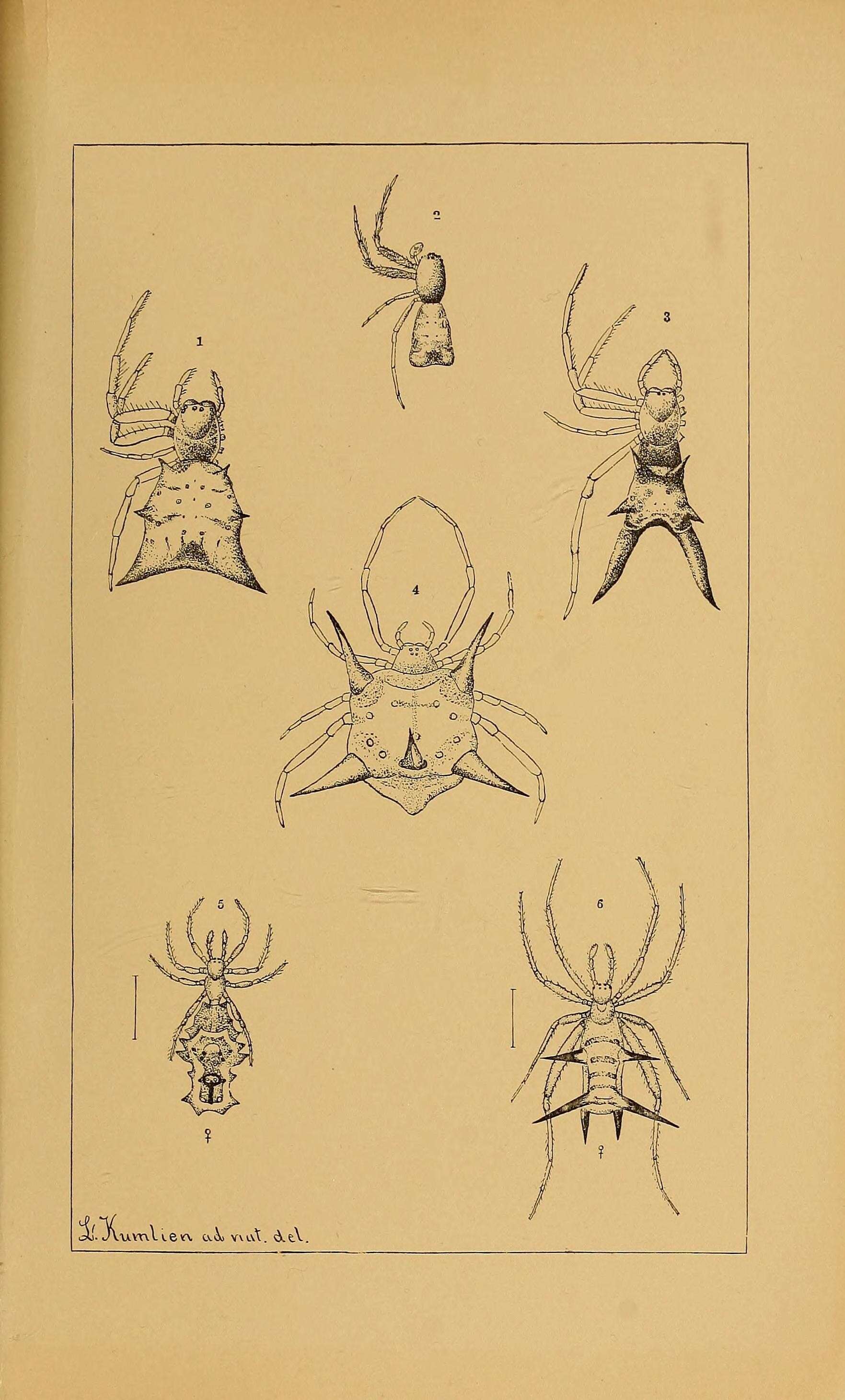 Image of Arrowshaped Micrathena