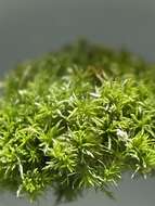 Image of eucladium moss