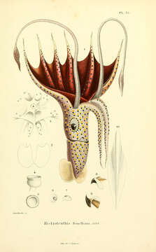 Image of umbrella squid