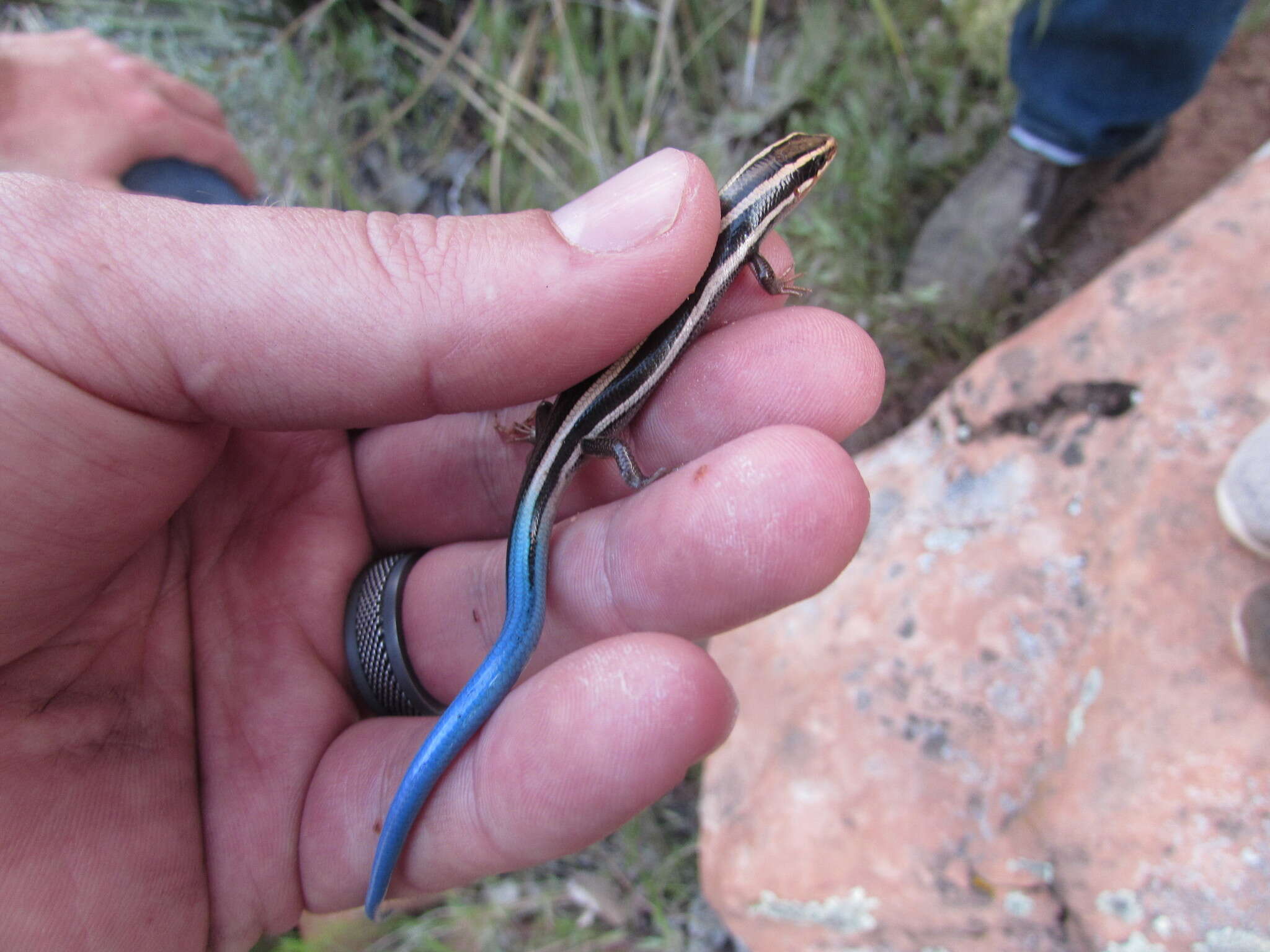 Plestiodon skiltonianus utahensis (Tanner 1957) resmi