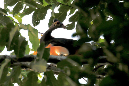 Image of Macrocephalon Müller & S 1846