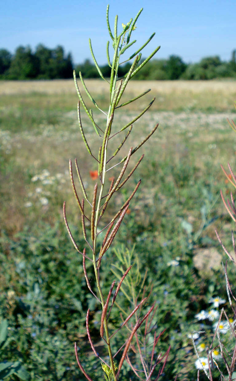 Plancia ëd Descurainia sophia (L.) Webb ex Prantl