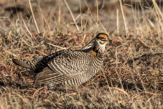 Image of Greater Prairie Chicken