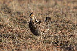 Image of Greater Prairie Chicken