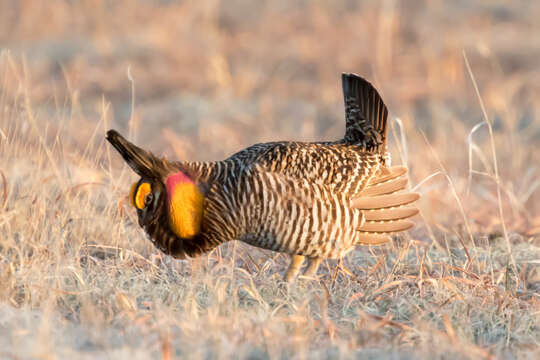 Image of Greater Prairie Chicken