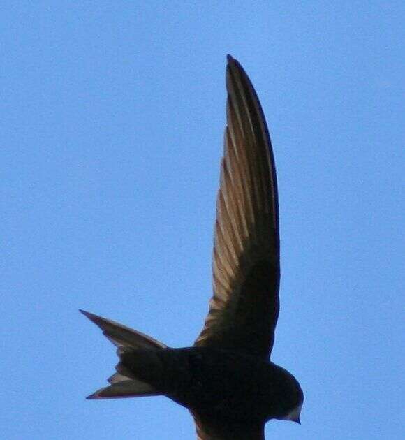 Image of swift, common swift