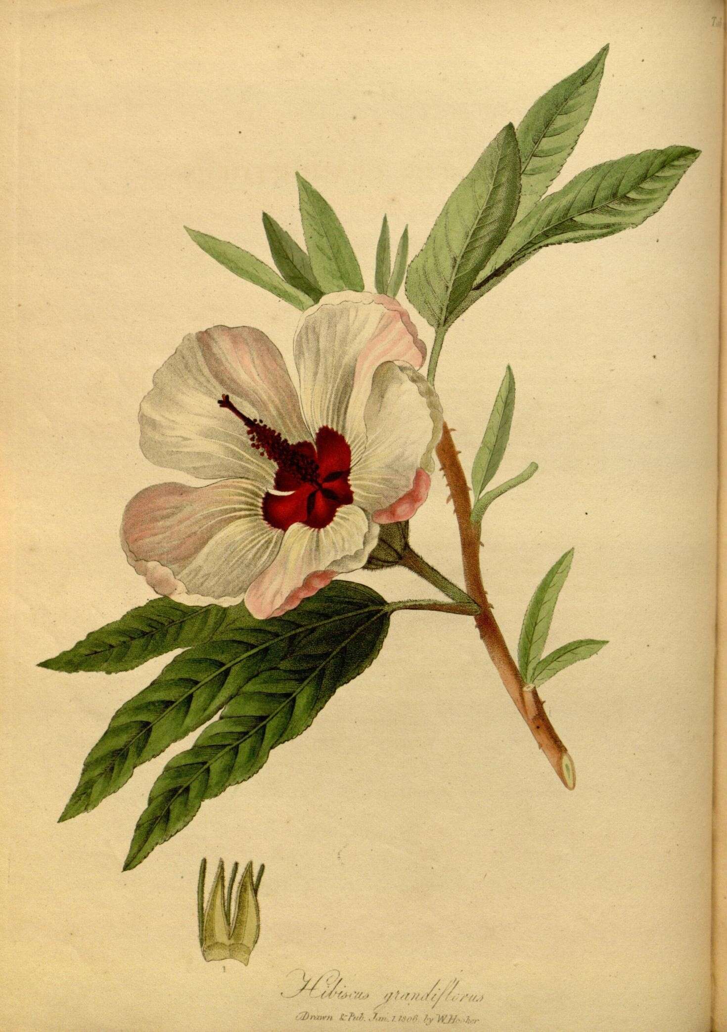 Image of swamp rosemallow