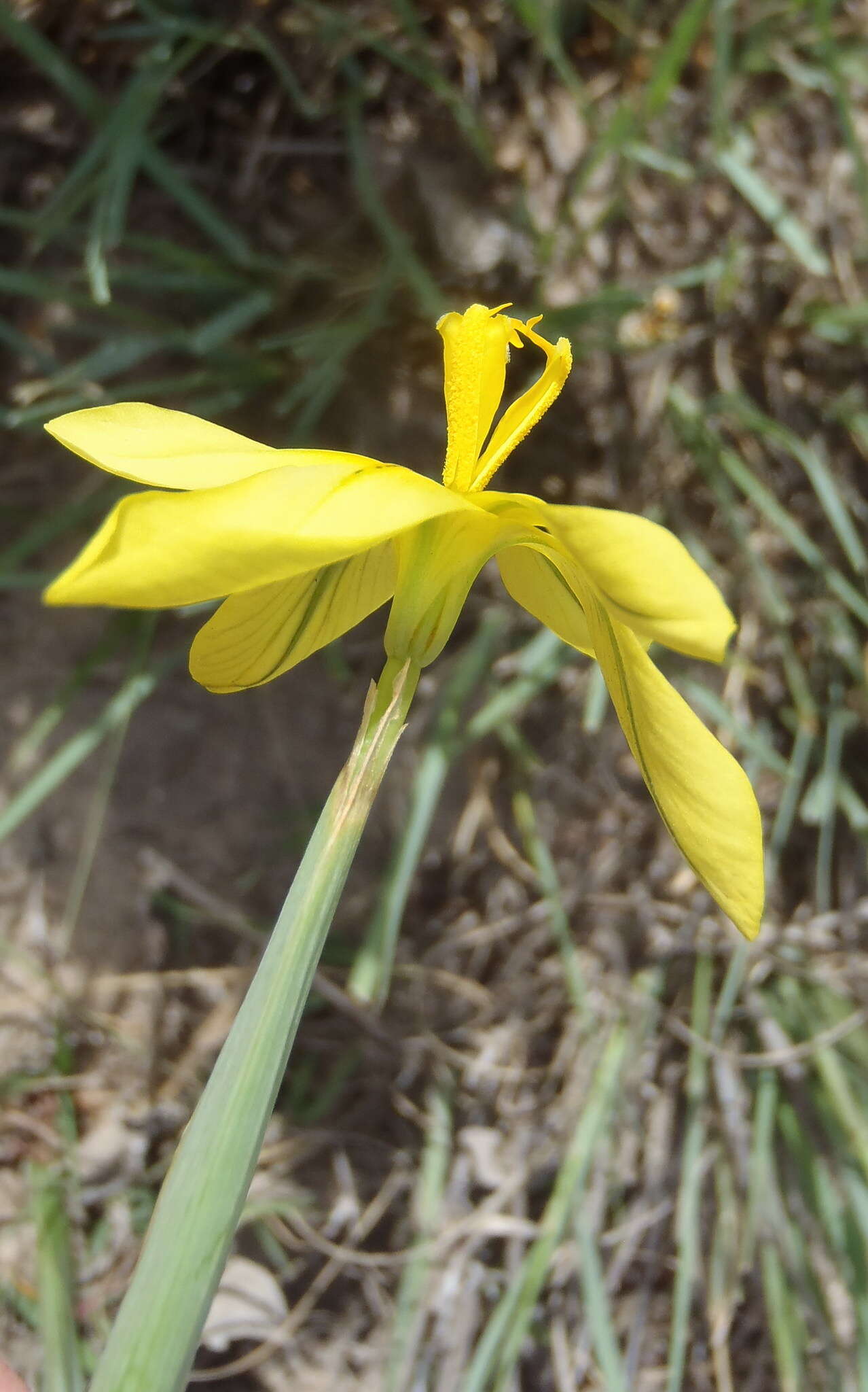 Image of Moraea cookii (L. Bolus) Goldblatt