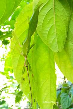 Image of Phyllium (Phyllium) letiranti Cumming & Teemsma 2018