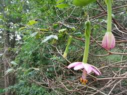 Imagem de Passiflora tripartita (A. Juss.) Poiret