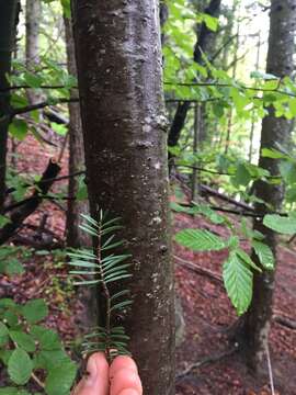 Image of Silver Fir