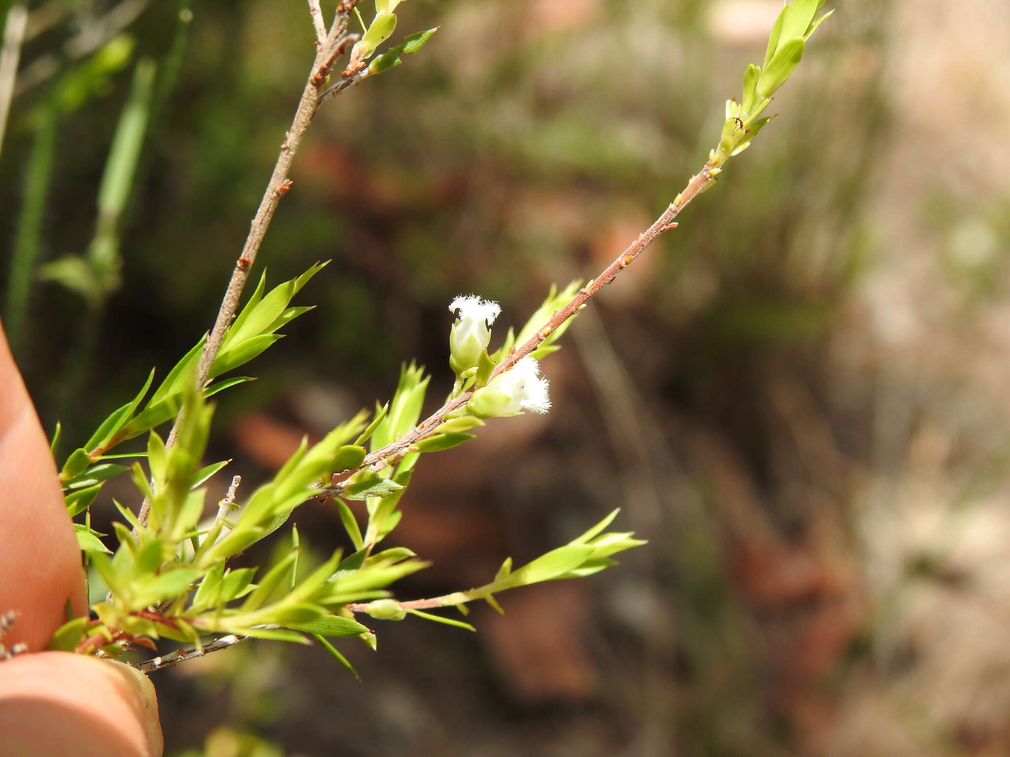 Image of Leucopogon leptospermoides R. Br.