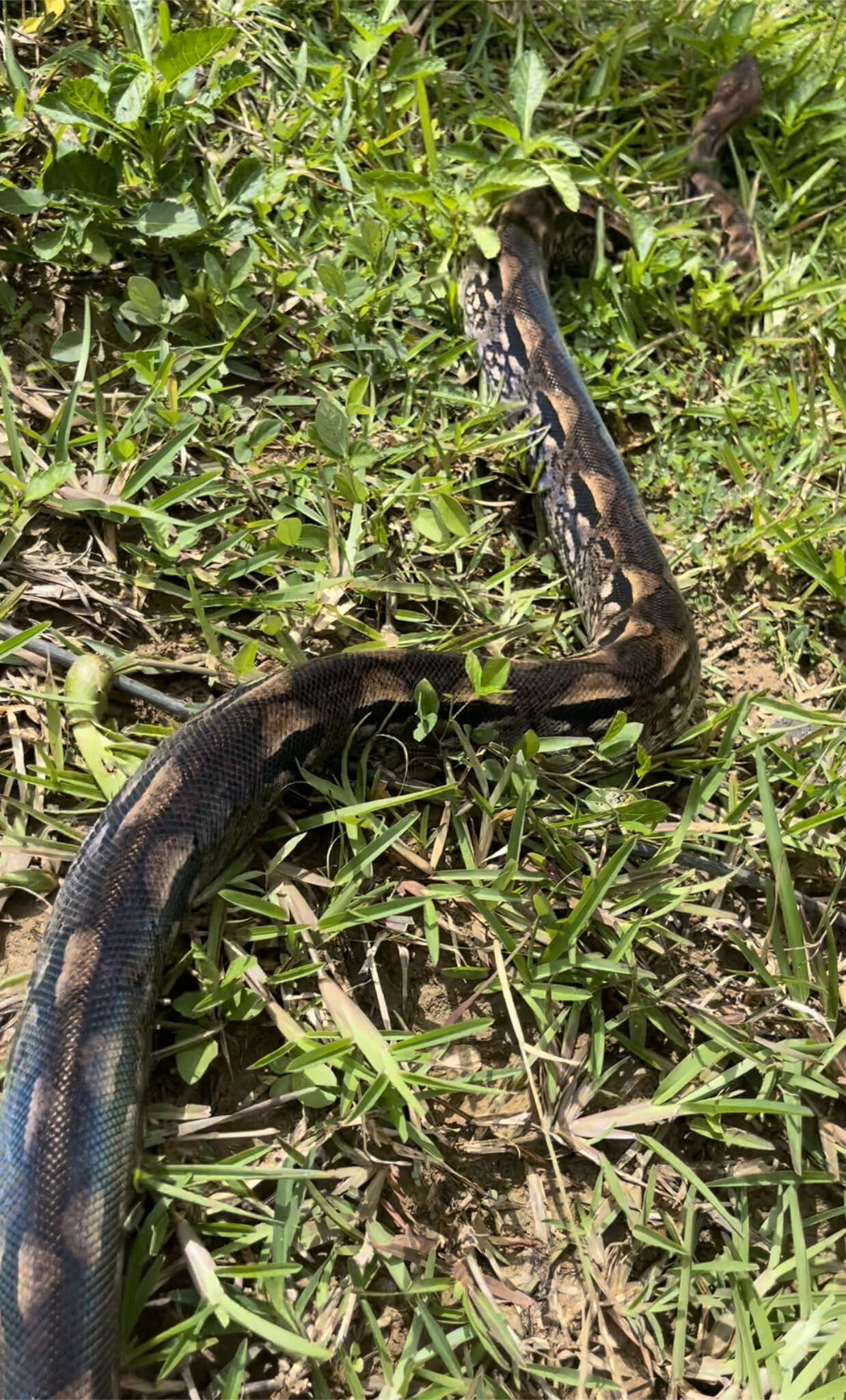 Слика од Acrantophis madagascariensis (Duméril & Bibron 1844)