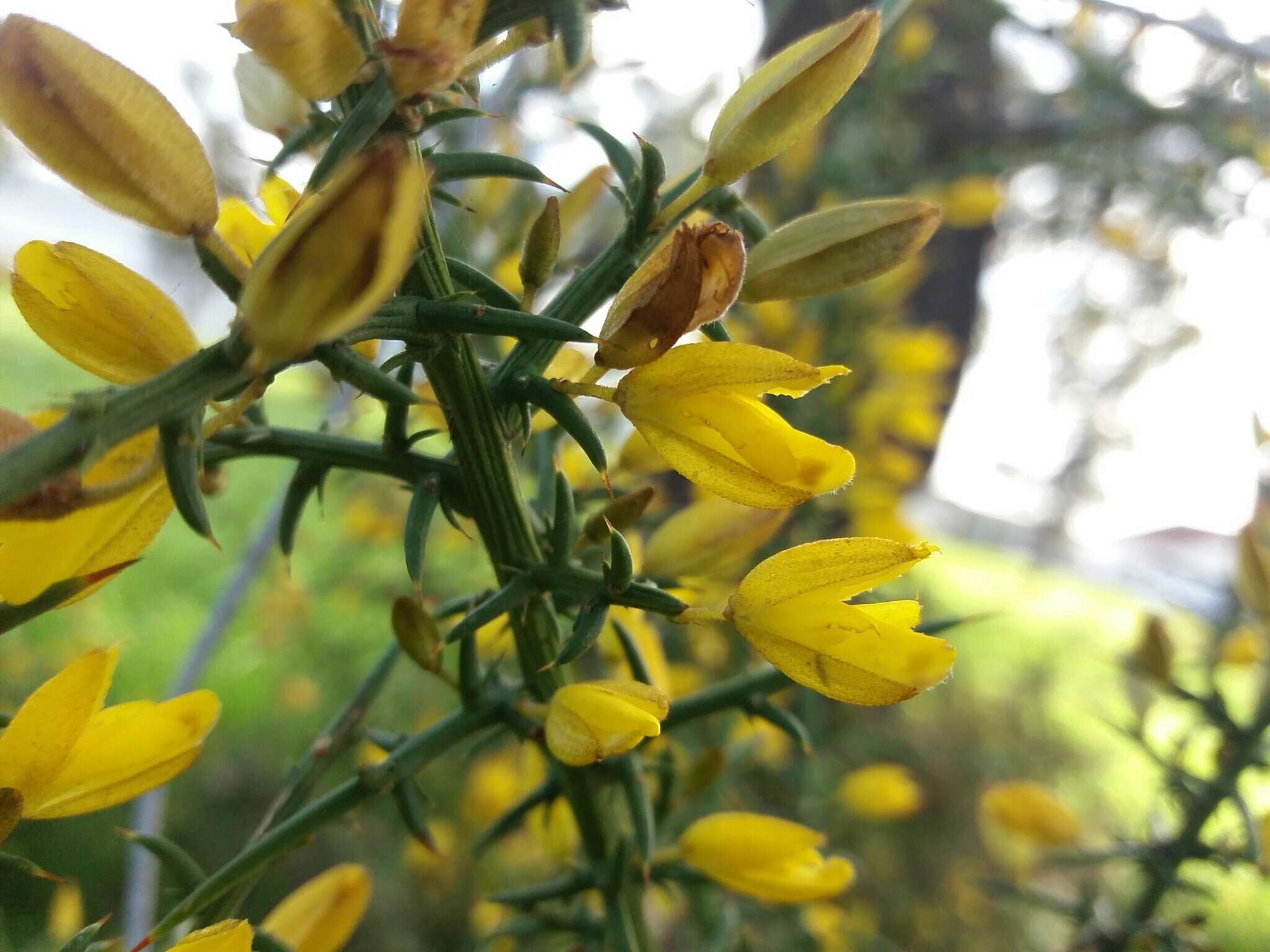 Plancia ëd Ulex australis subsp. welwitschianus