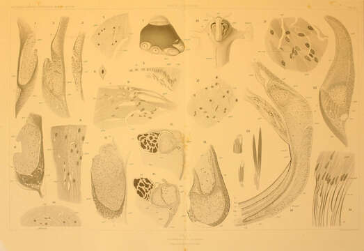 Image of Cranchia Leach 1817