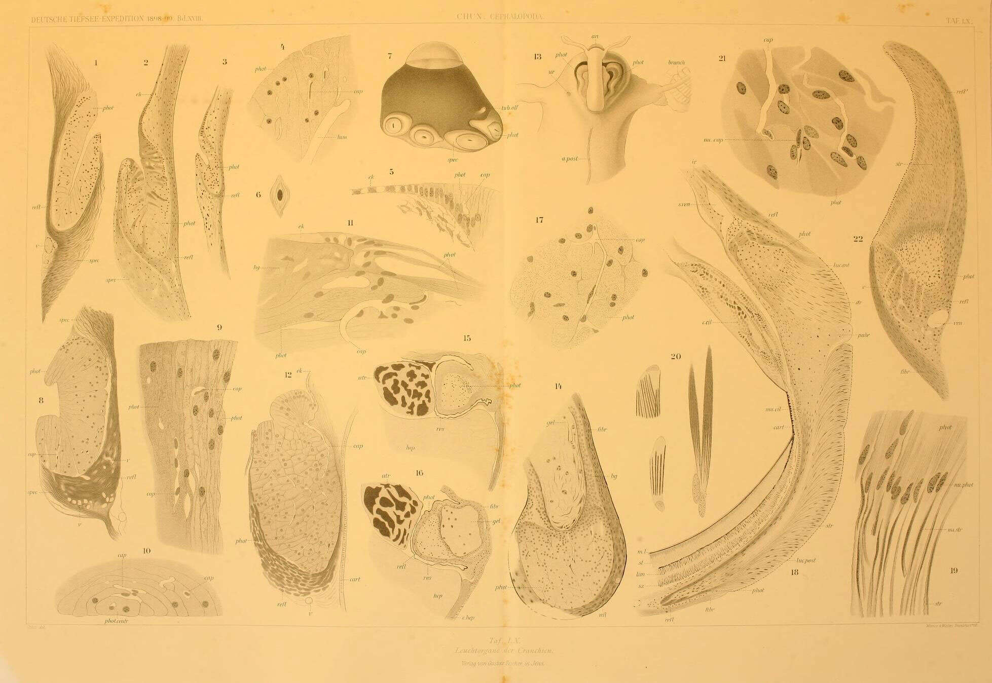 Image of Cranchia Leach 1817