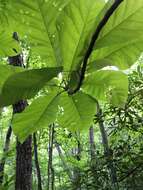 Image of Ear-Leaf Umbrella Tree