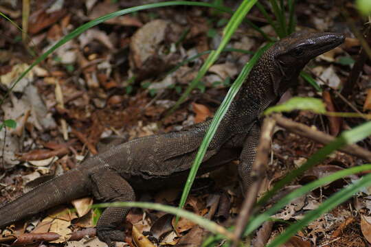 Image of Varanus rudicollis (Gray 1845)