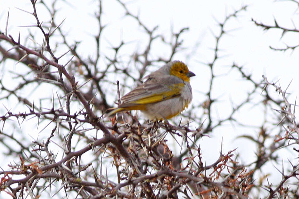 Image of Citron-headed Yellow Finch