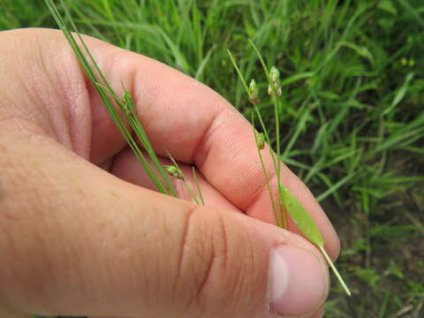 Image of Keeled Lateral-Bulrush