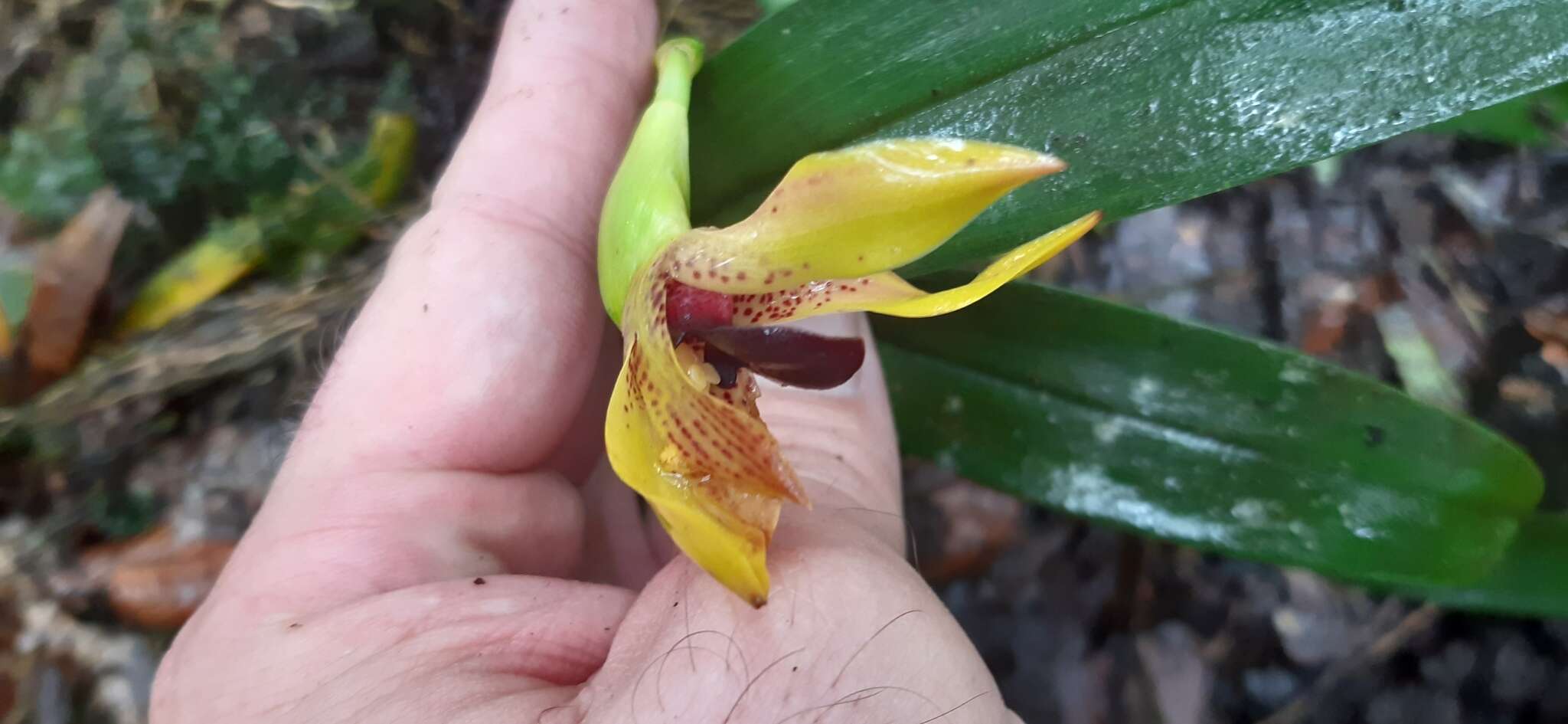 Image of Maxillaria praestans Rchb. fil.