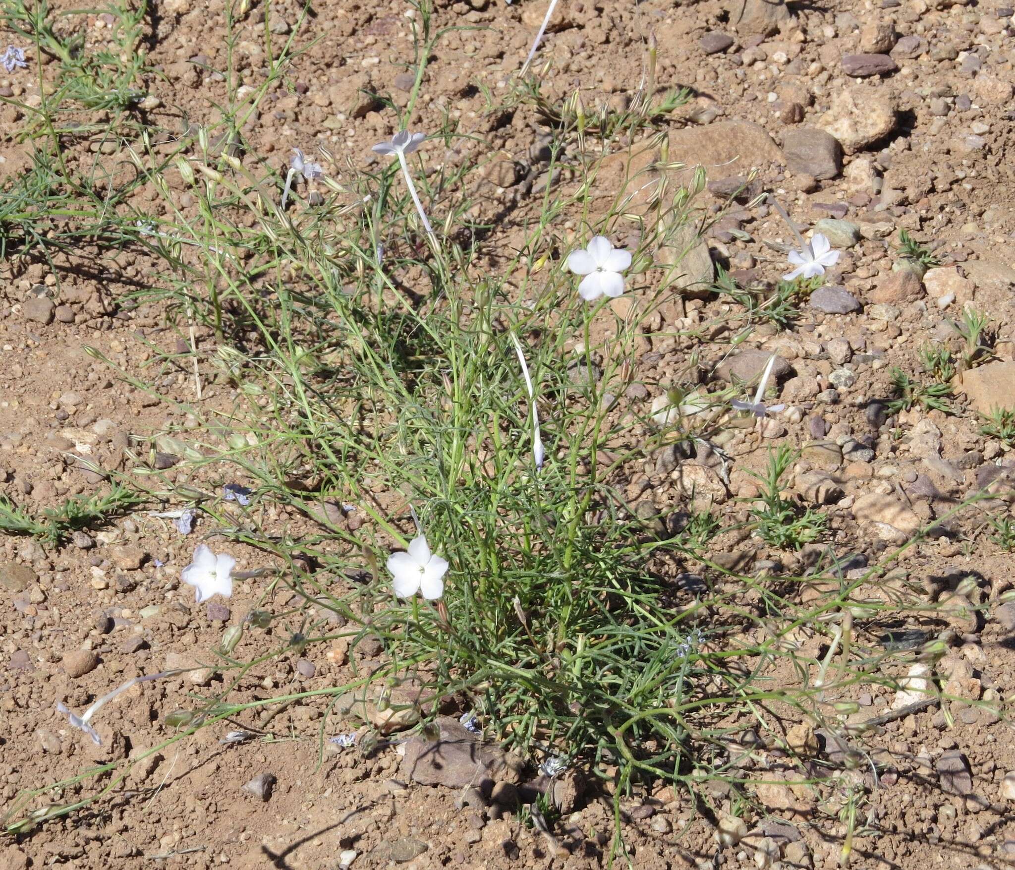 Image of whiteflower ipomopsis