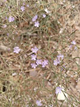 Imagem de Limonium multiforme (Martelli) Pignatti