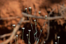 Rhodanthe stricta (Lindl.) P. G. Wilson的圖片