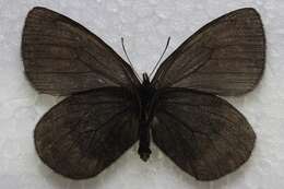 Image de Erebia mackinleyensis Gunder 1932