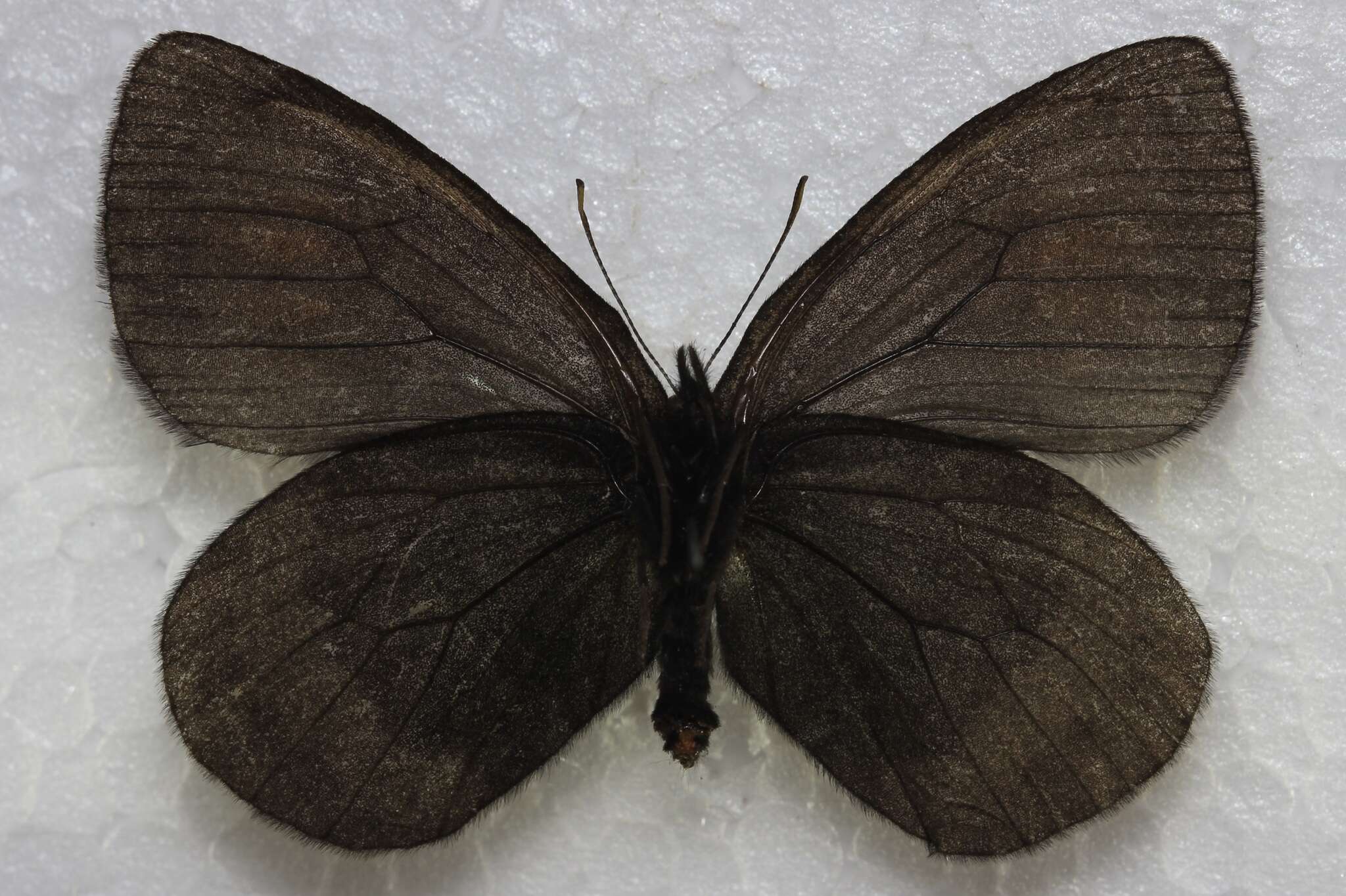 Image of Erebia mackinleyensis Gunder 1932