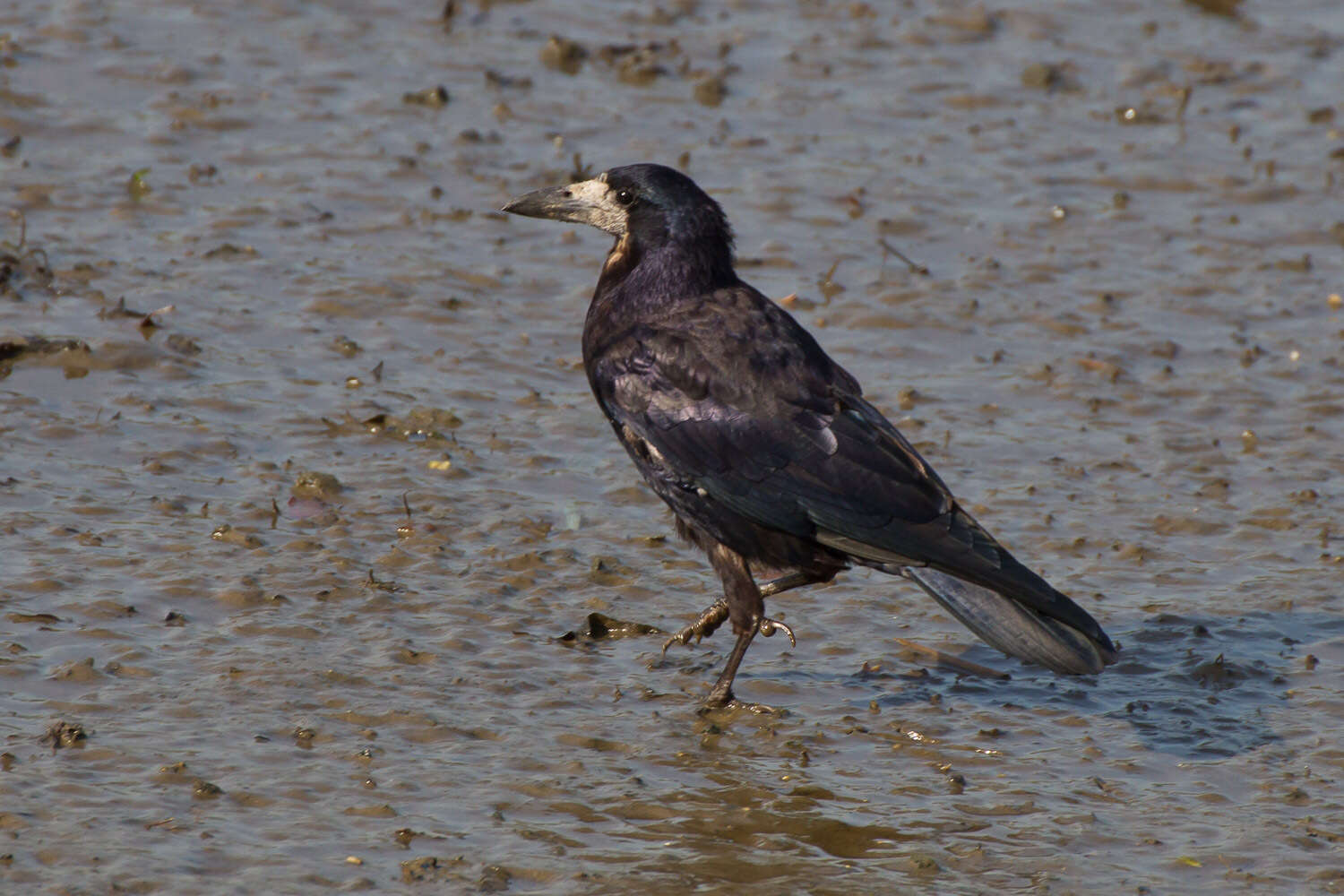 Imagem de Corvus frugilegus Linnaeus 1758