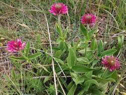 صورة Trifolium montanum subsp. rupestre (Ten.) Pignatti