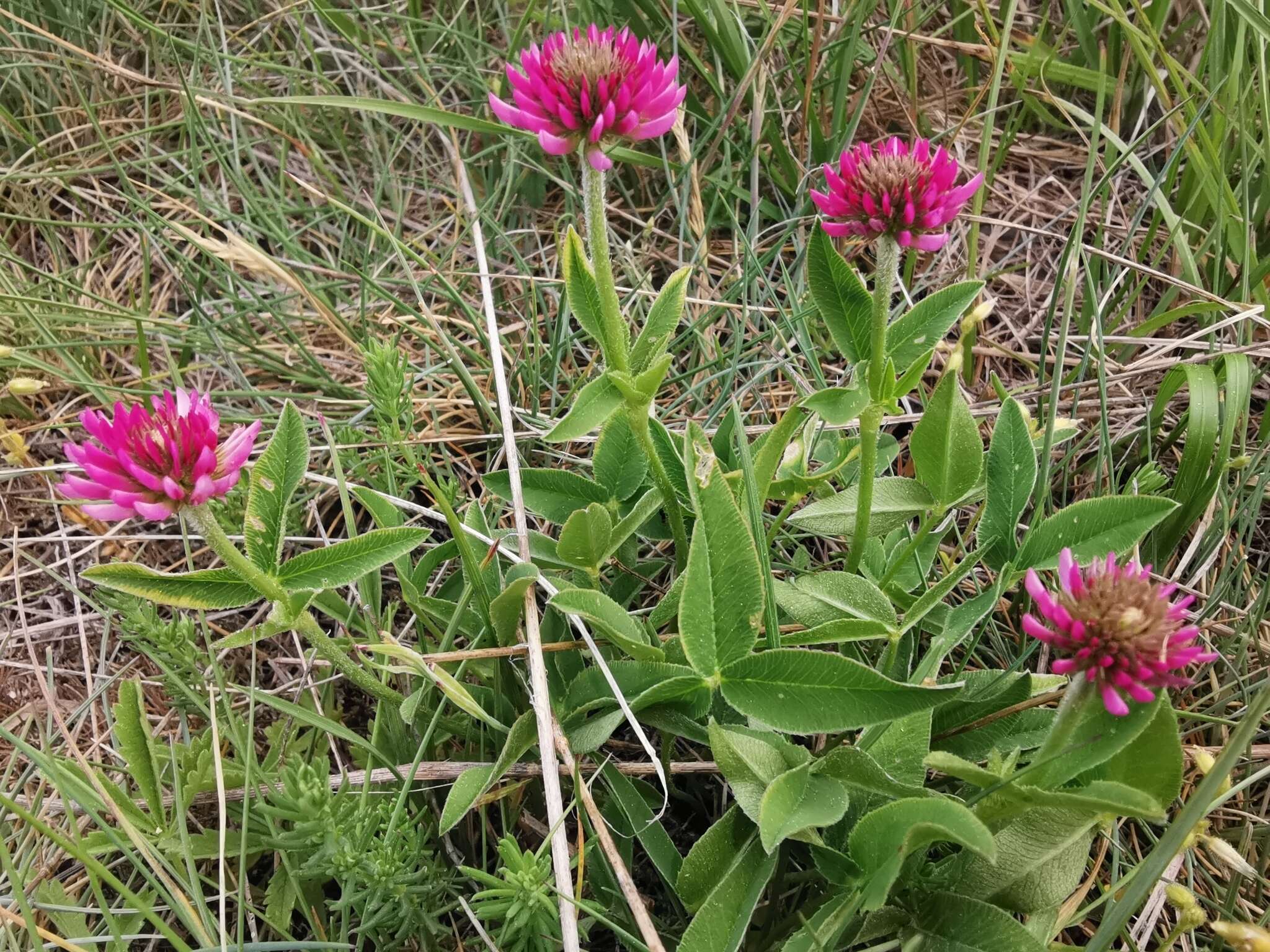 صورة Trifolium montanum subsp. rupestre (Ten.) Pignatti