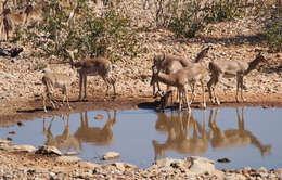 Image of Black-faced Impala