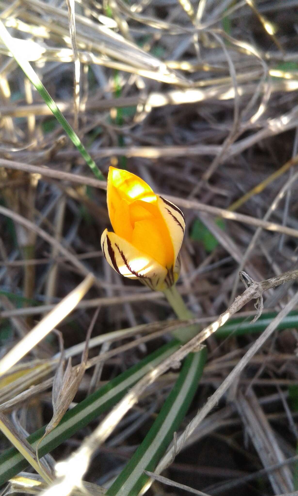 Imagem de Crocus graveolens Boiss. & Reut.