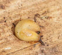 Image of Hedgehog arion