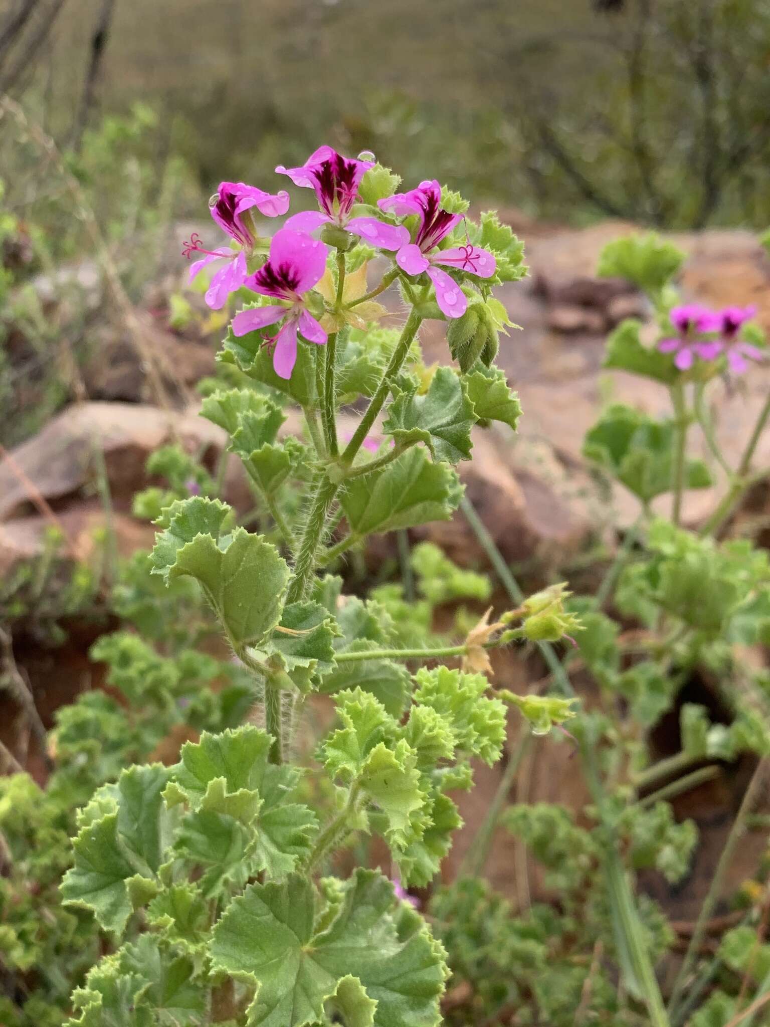 Image of Pelargonium englerianum Knuth