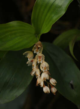 Image of Pholidota articulata Lindl.