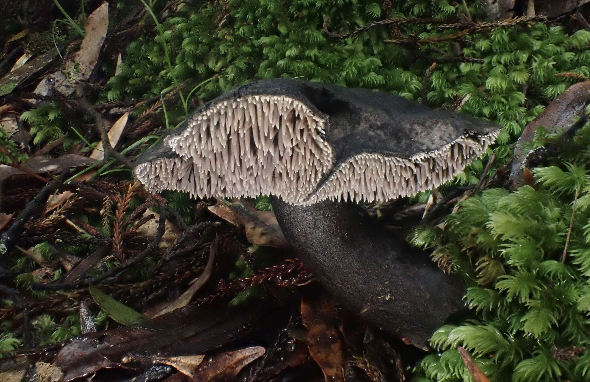 Image of Sarcodon carbonarius G. Cunn. ex Maas Geest. 1964